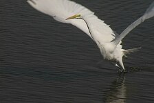 egret 2.jpg